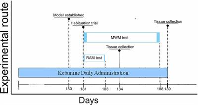 Redistribution of Monocarboxylate 1 and 4 in Hippocampus and Spatial Memory Impairment Induced by Long-term Ketamine Administration